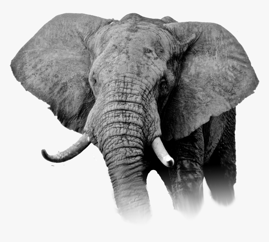 Graphics Elephant, HD Png Download, Free Download