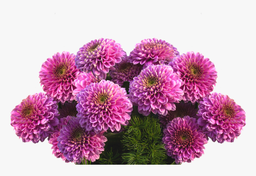 Dahlias, Autumn, Dahlia Garden, Dahlia, Autumn Dahlias - Transparent Aster Flower Png, Png Download, Free Download