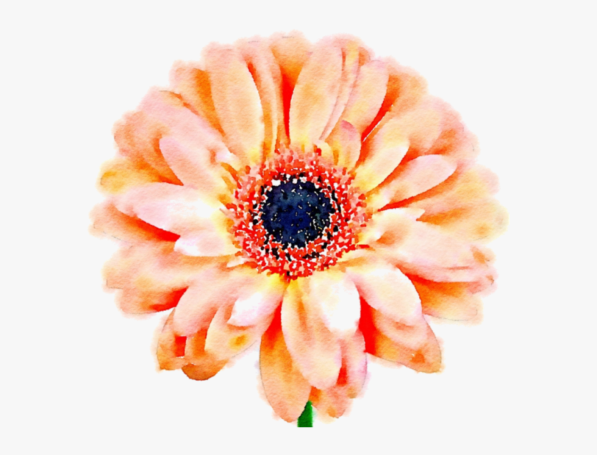 Daisy Flower Png - Aesthetic Flower Icon Transparent, Png Download, Free Download