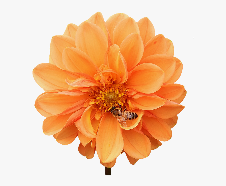Dahlia, Dahlias, Bees, Autumn, Asteraceae - Autumn Flower Png, Transparent Png, Free Download