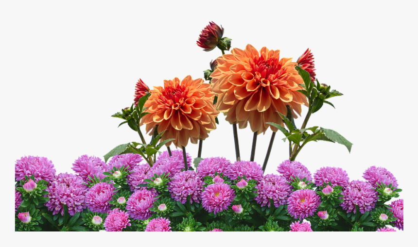 Transparent Dahlia Clipart - Real Flowers Transparent Background, HD Png Download, Free Download