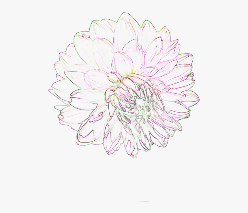 Chrysanths, HD Png Download, Free Download