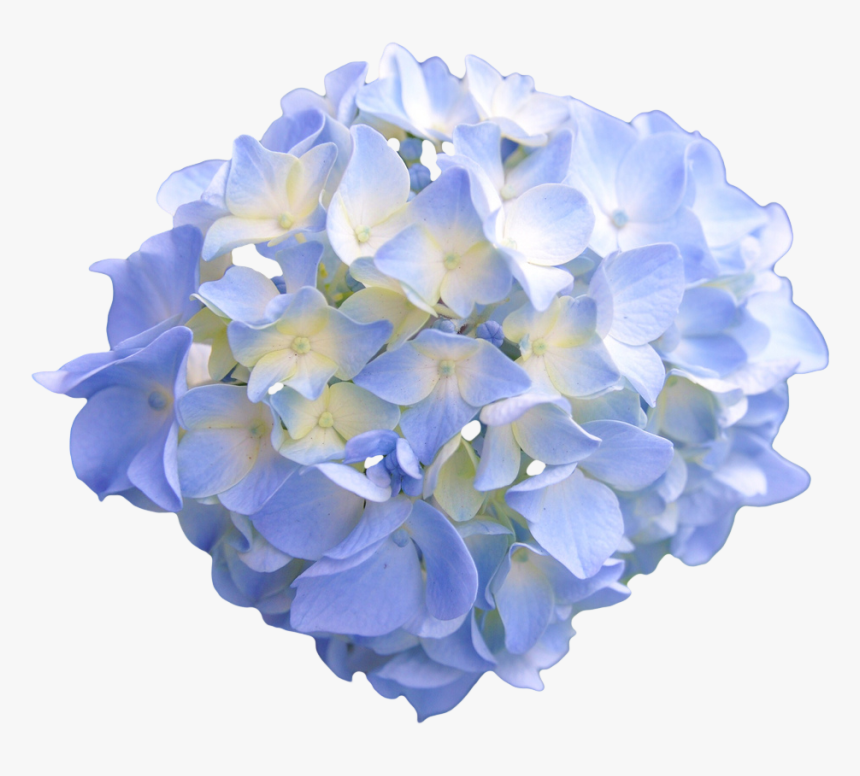 Baby Blue Flower Transparent, HD Png Download, Free Download