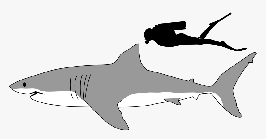 Tiger Shark Outline Kids Coloring - Great White Shark Size To Human, HD Png Download, Free Download