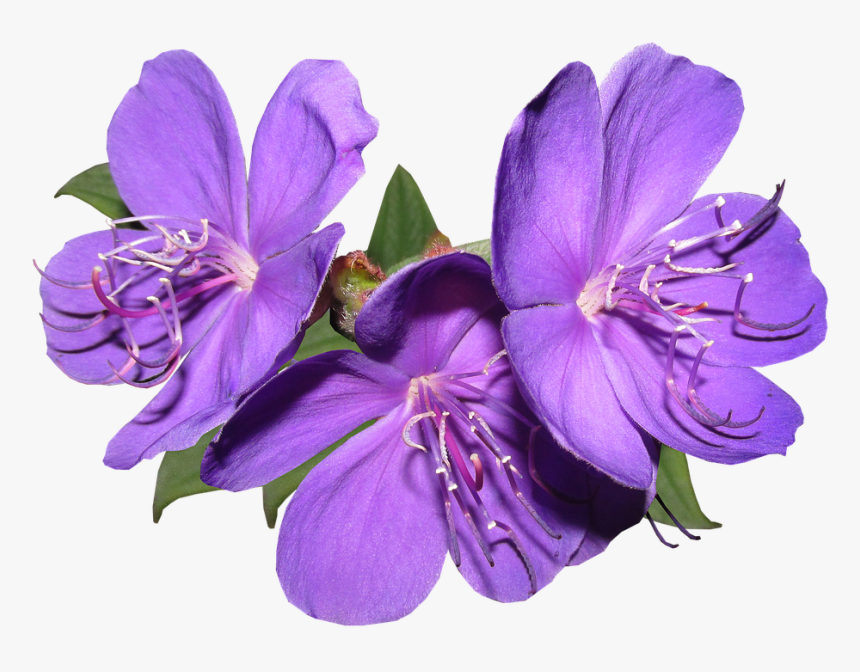 Clip Art Purple Flower Png - Purple Flower Png, Transparent Png, Free Download