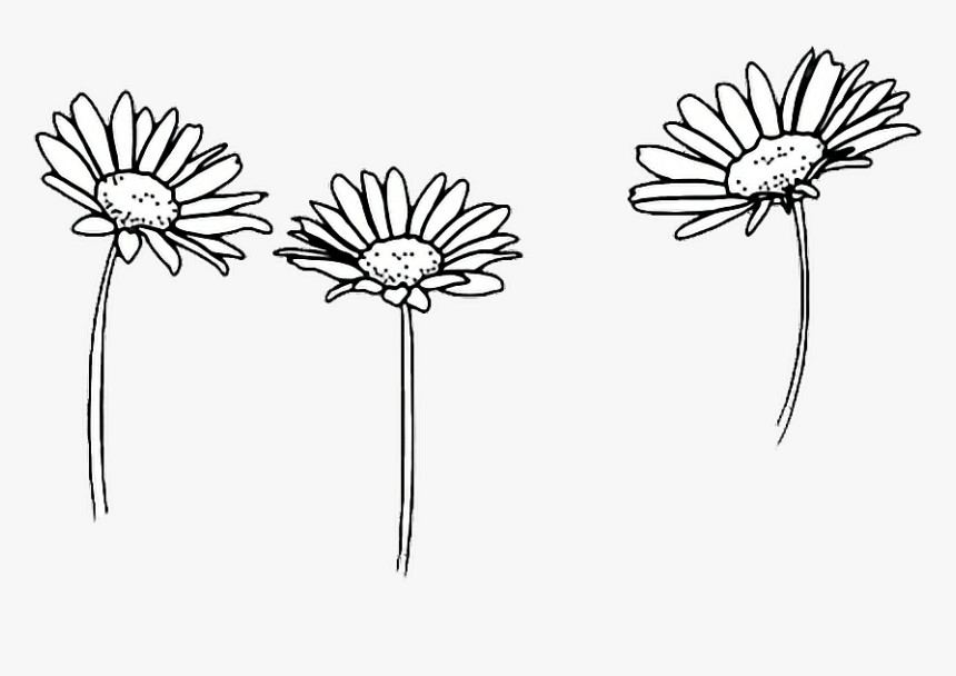 Black And White Daisy Png, Transparent Png, Free Download