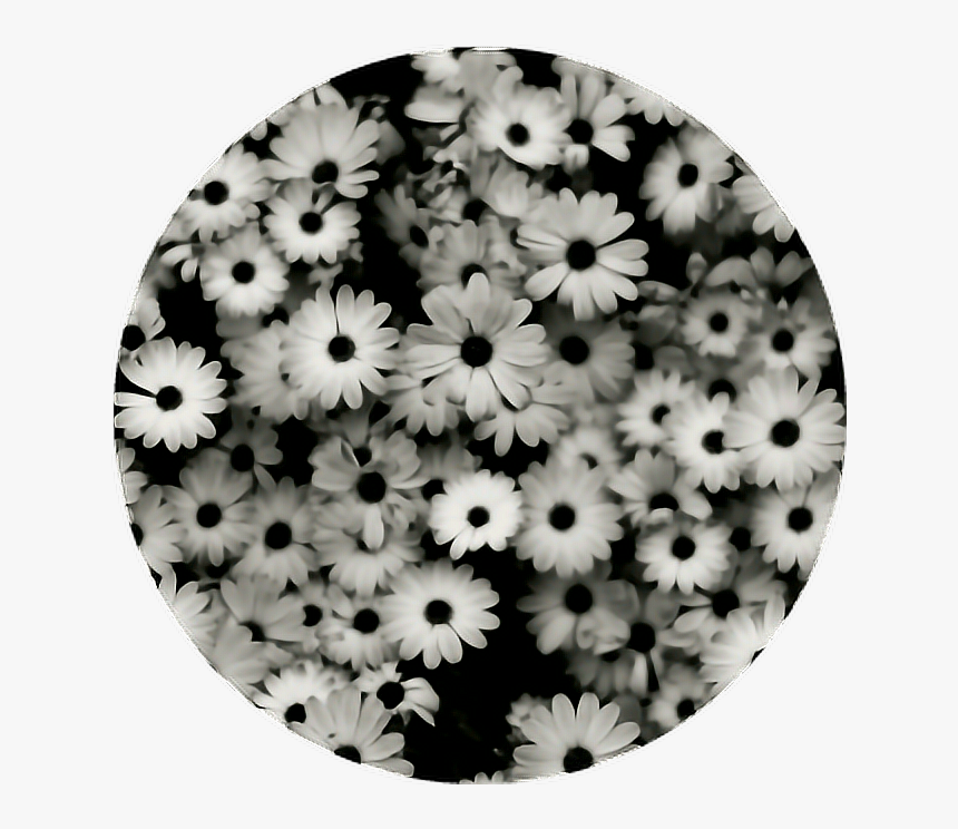 Transparent Aesthetic Flowers Png - Ipad Wallpaper Black And White, Png Download, Free Download