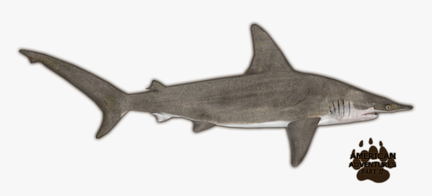 Transparent Hammerhead Shark Clipart Black And White - Zoo Tycoon 2 Scalloped Hammerhead Remake, HD Png Download, Free Download