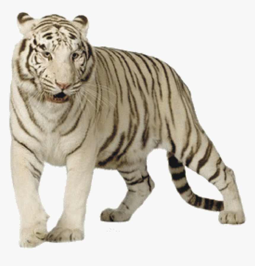 White Tiger No Background, HD Png Download, Free Download