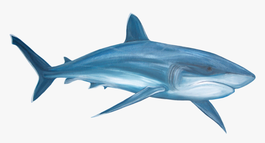 Real Shark Fins - Shark Clip Art, HD Png Download, Free Download