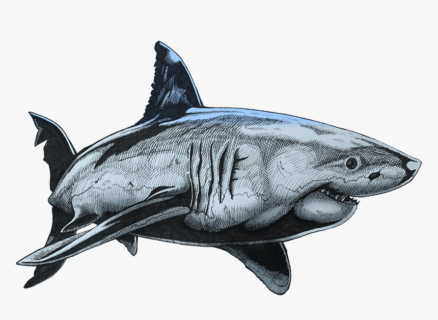 Base Colour - Great White Shark Fin Drawings, HD Png Download, Free Download