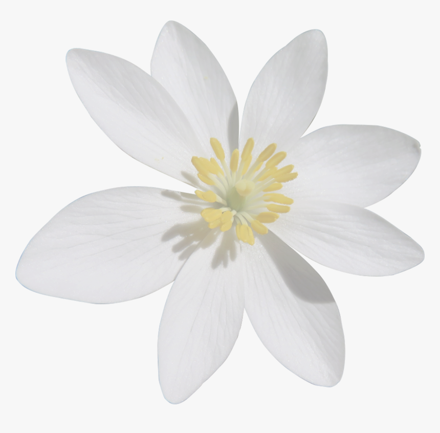 Transparent Background White Flower Png, Png Download, Free Download