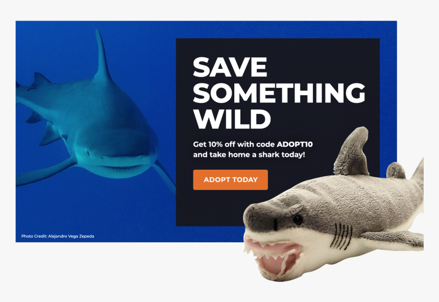 Adopt A Shark - Dont Miss Out Sale, HD Png Download, Free Download