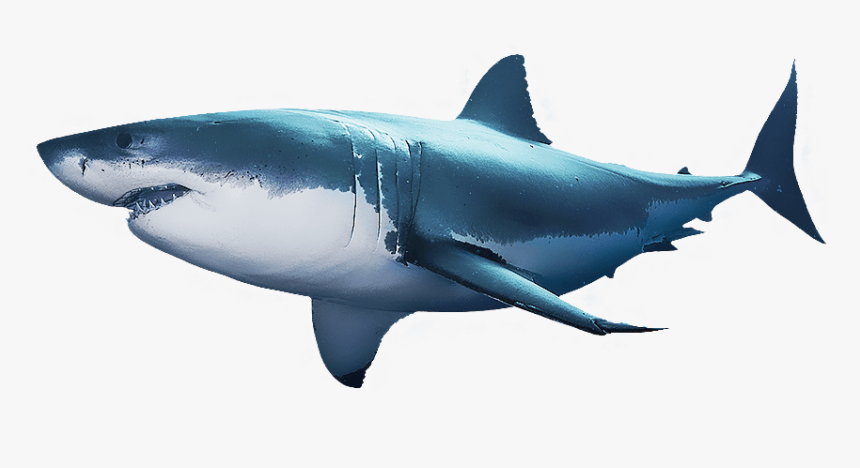 Clip Art Week News Articles At - Great White Shark Perfect, HD Png Download, Free Download