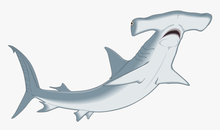 Hammerhead Shark Clipart Clip Art - Hammerhead Clipart, HD Png Download, Free Download
