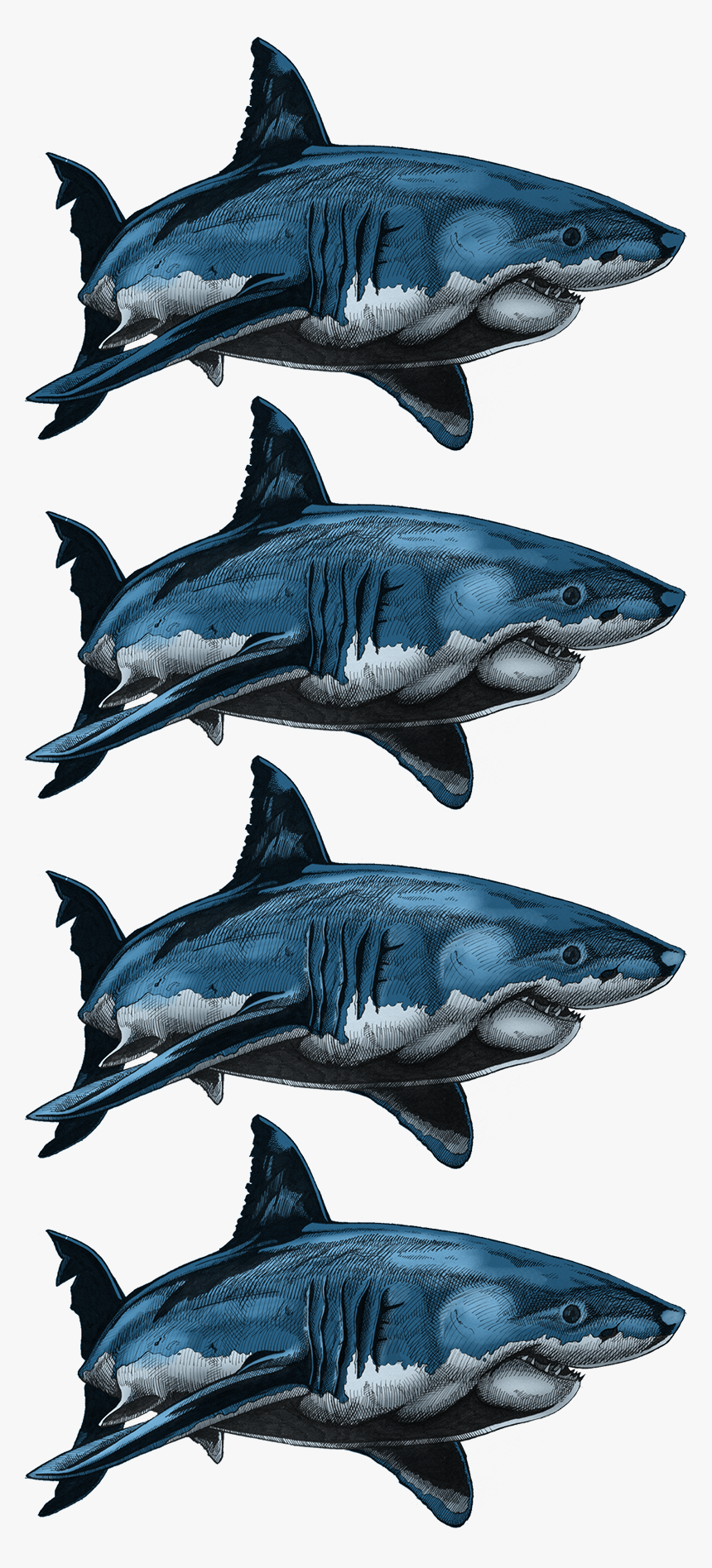 Colouring Samples - Atlantic Blue Marlin, HD Png Download, Free Download