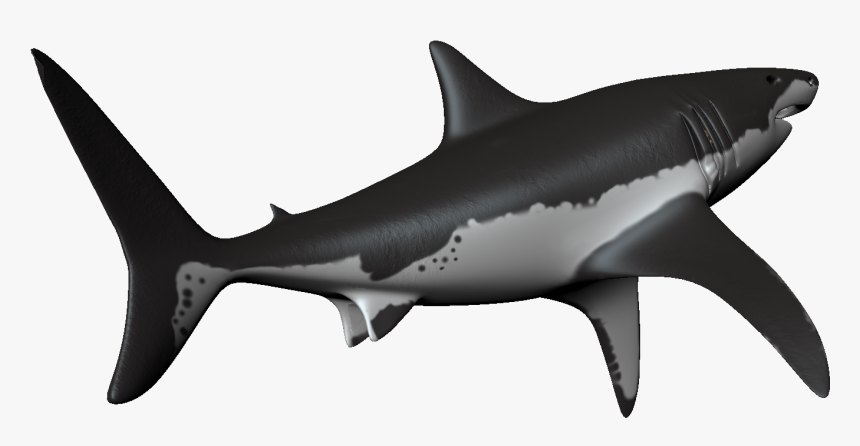 Transparent Hammerhead Shark Clipart - Apng Shark, Png Download, Free Download