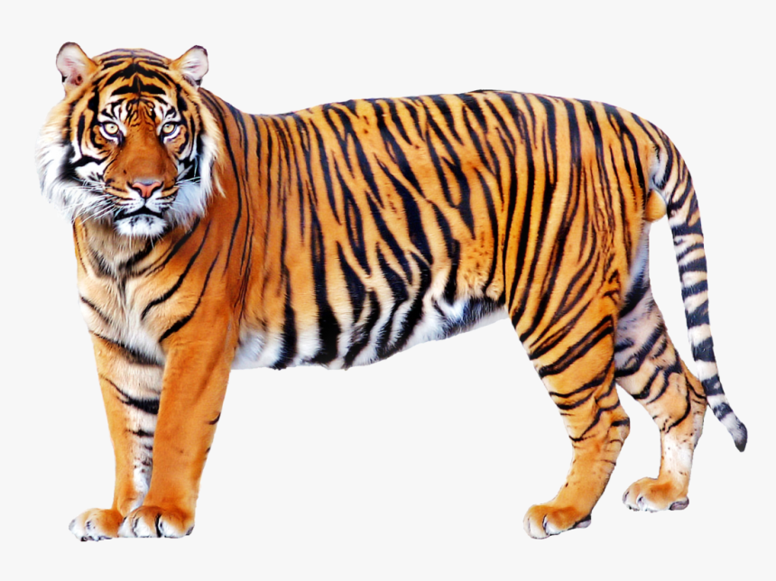 Tiger Png, Transparent Png, Free Download