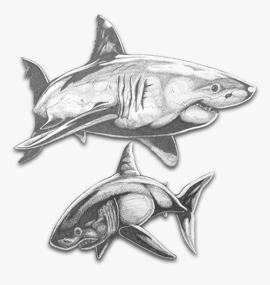 Transparent Shark Clipart Black And White - Great White Shark, HD Png Download, Free Download