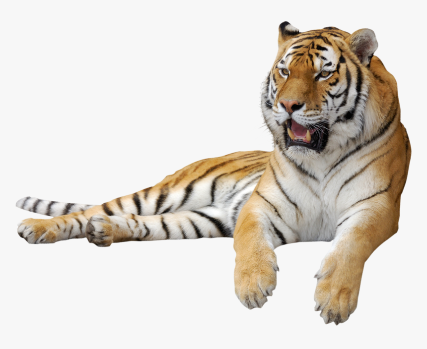 Tiger Png - Transparent Background Tiger Png, Png Download, Free Download