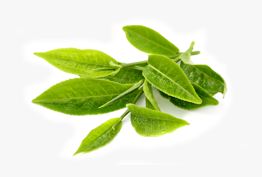 Transparent Green Tea Leaves Png - Green Tea Leaf Png, Png Download, Free Download