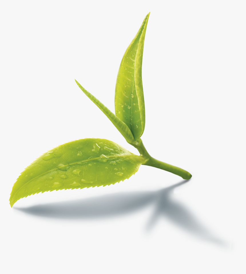 Images Of Black Tea Leaves Png - Green Tea Leaf Png, Transparent Png, Free Download