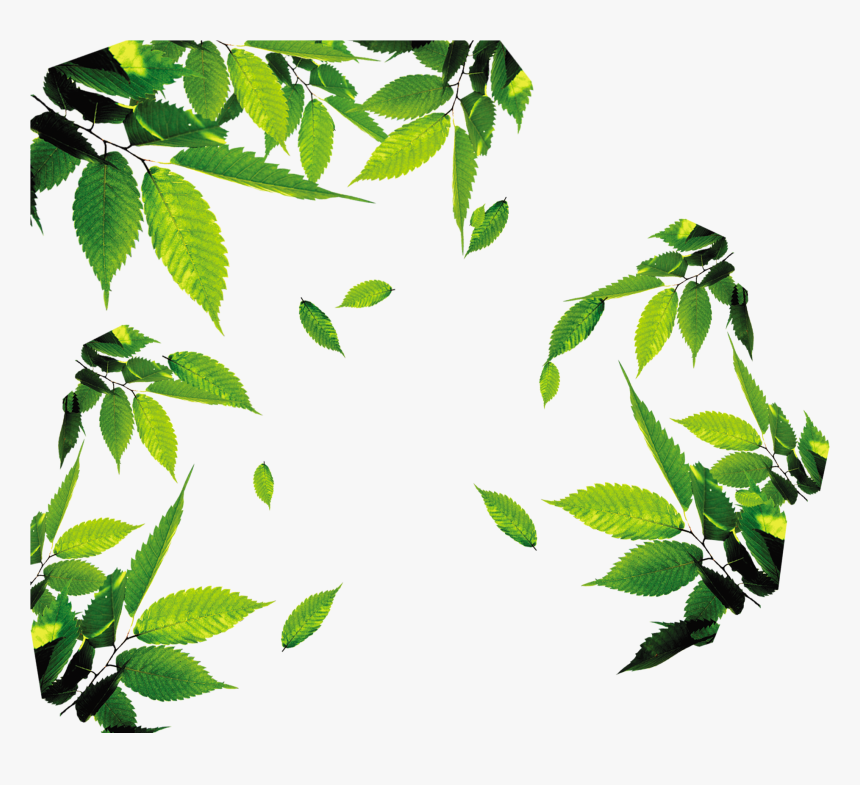 Transparent Tea Leaves Png - Transparent Tea Leaf Png, Png Download, Free Download