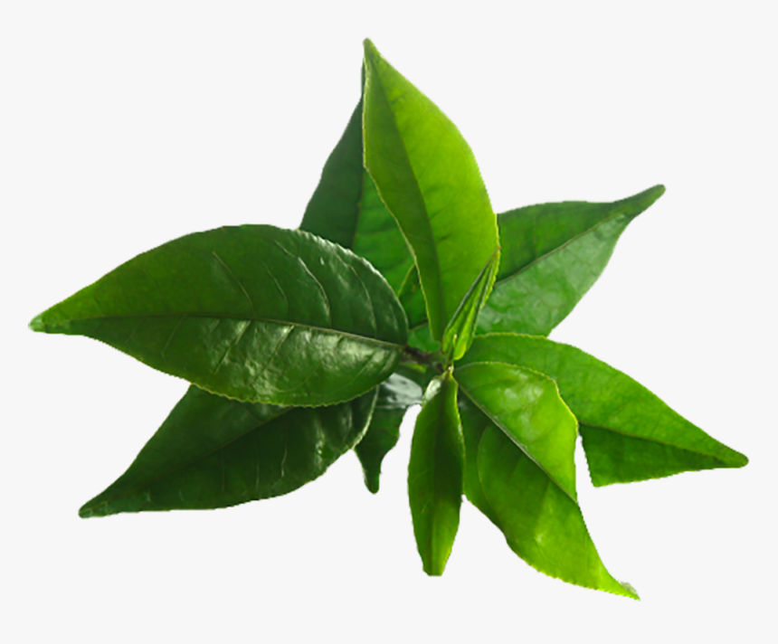 Tea Tree Leaves Png - Tree Tea Oil Png, Transparent Png, Free Download