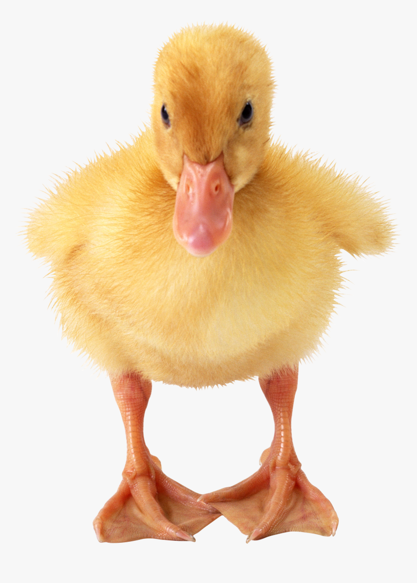 Little Duck Png Image - Duckling Png, Transparent Png, Free Download