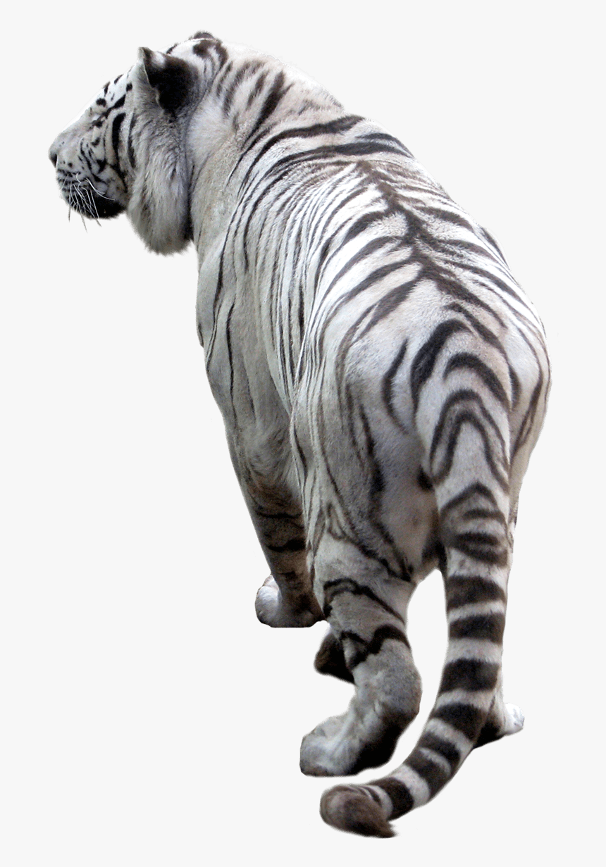 White Tiger Back - Picsart Png Background Tiger, Transparent Png, Free Download