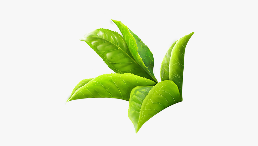 Tea Leaves, Desk Aljanh - Green Tea Leaf Png, Transparent Png, Free Download