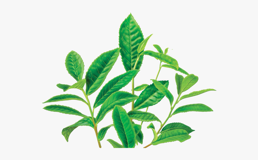 Green Tea Png Image - Tea Bag Clip Art, Transparent Png, Free Download