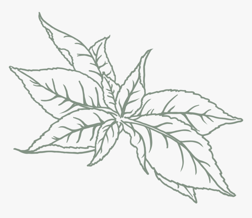 Green Tea L - Sketch, HD Png Download, Free Download