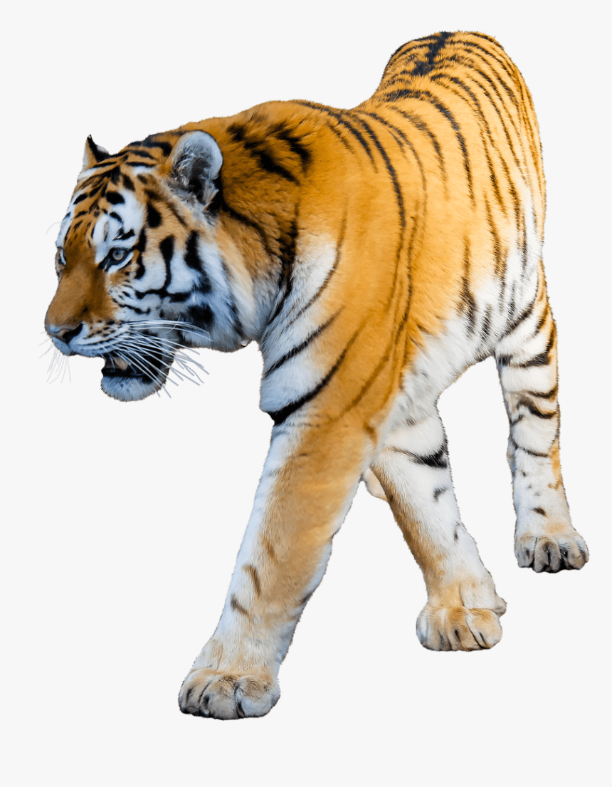 Tiger Walking - Tiger Transparent, HD Png Download, Free Download