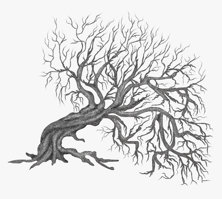 Clipart Trees Root - Tree Transparent Png Background, Png Download, Free Download