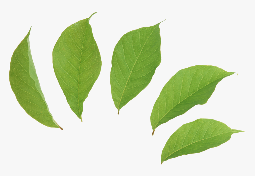 Mint Leaves Png - Falling Green Leaf Png, Transparent Png, Free Download