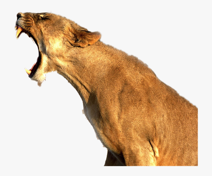 #animal #wildlife #wild #africa #lion #tiger #roar - Transparent Lioness Roaring, HD Png Download, Free Download