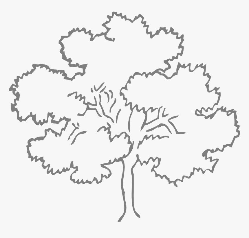 Oak Tree Outline Free Picture - Oak Tree Outline, HD Png Download, Free Download