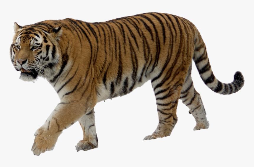Tiger Png - Tiger Image Without Background, Transparent Png, Free Download