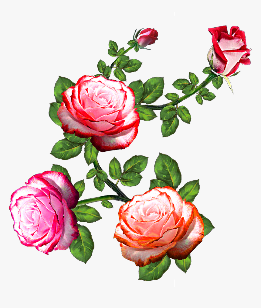 Vector,flower,vector Art,flower Vector,vector Flower - Design Rose Flower, HD Png Download, Free Download