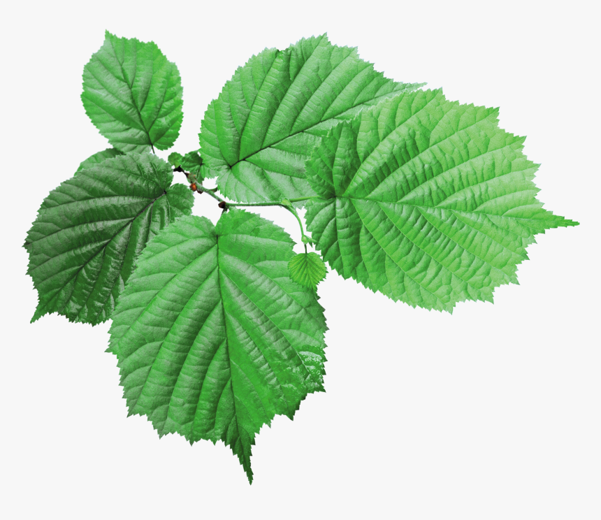 Green Leaves Png Image, Transparent Png, Free Download