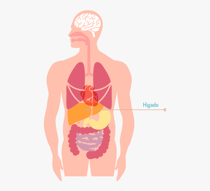 Donde Se Encuentra El Higado - Harmful Effects Of Air Pollution On Human Body, HD Png Download, Free Download