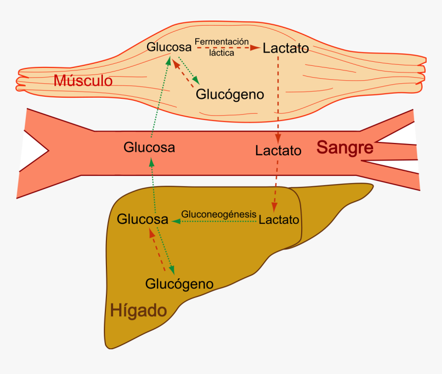 Muscle Lactic Acid, HD Png Download, Free Download