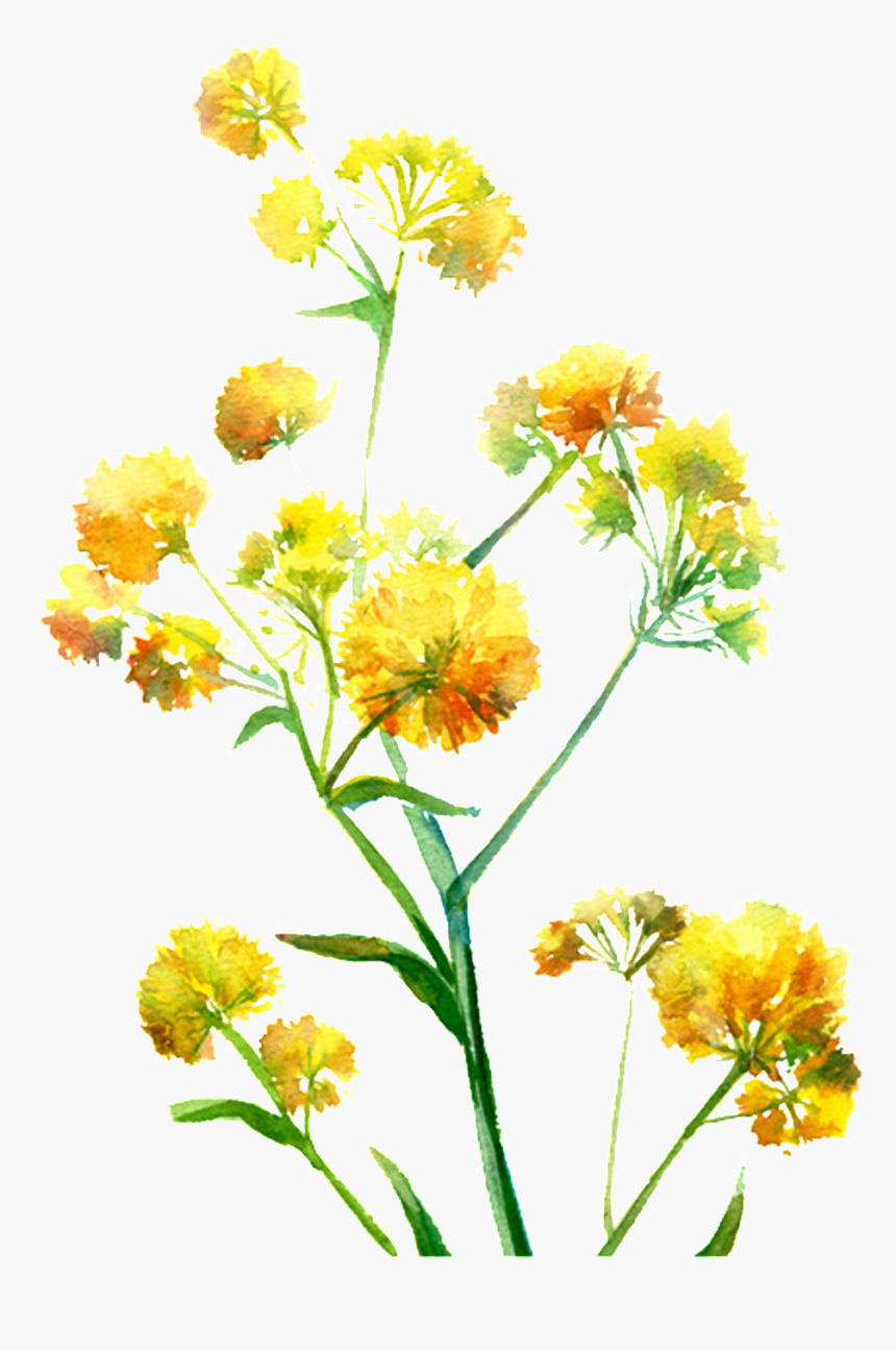 Bright Yellow Hand Drawn Chrysanthemum Decorative Element - Portable Network Graphics, HD Png Download, Free Download