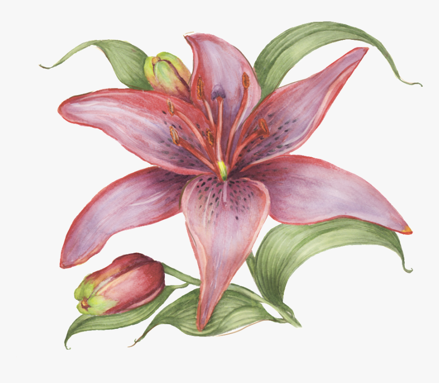 Hand Drawn Flowers, Watercolor Flowers, Transparent - Tiger Lily, HD Png Download, Free Download