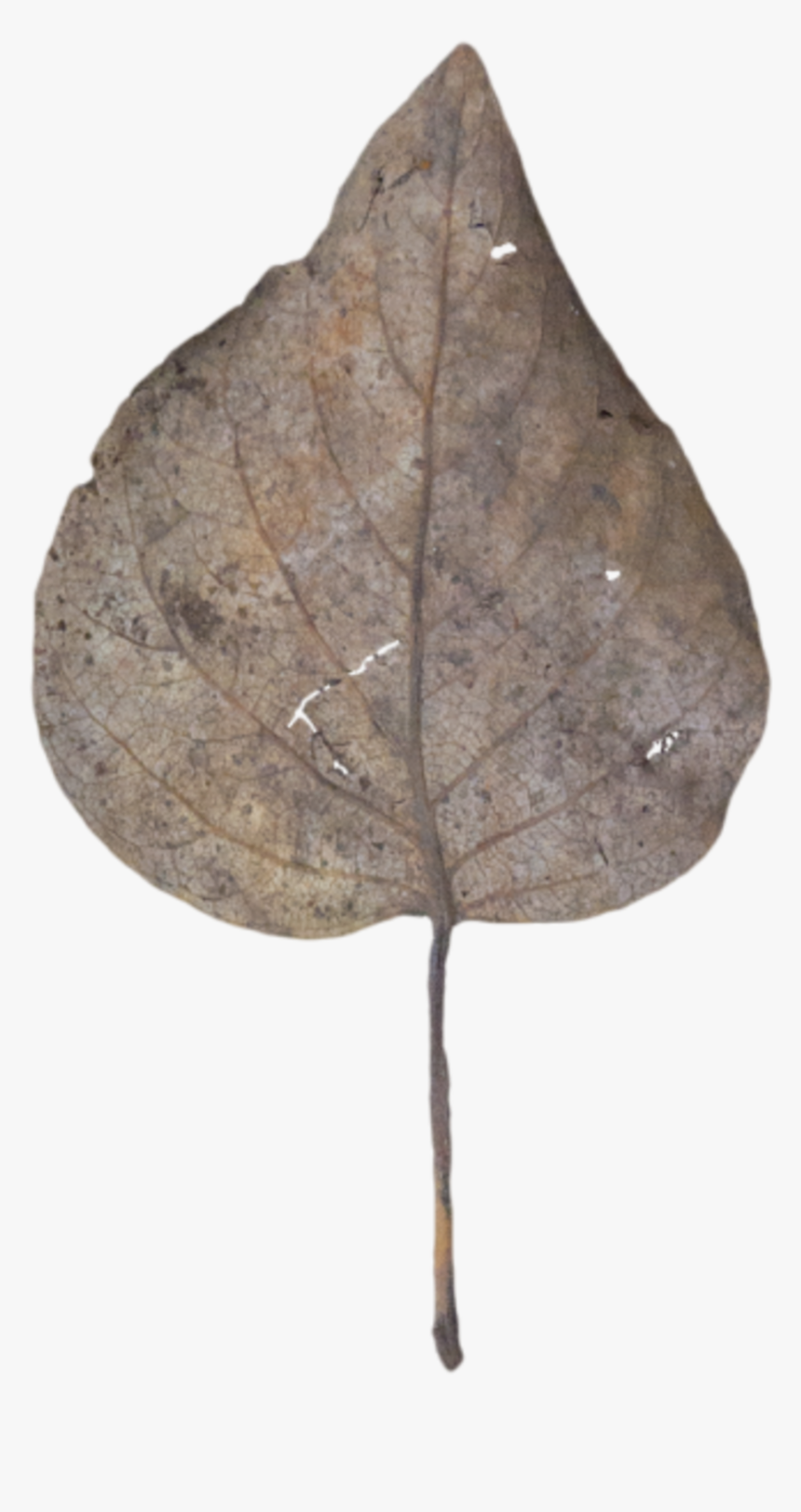Gambel Oak, HD Png Download, Free Download