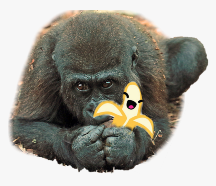 @desafio @picarts @macaco - New World Monkey, HD Png Download, Free Download