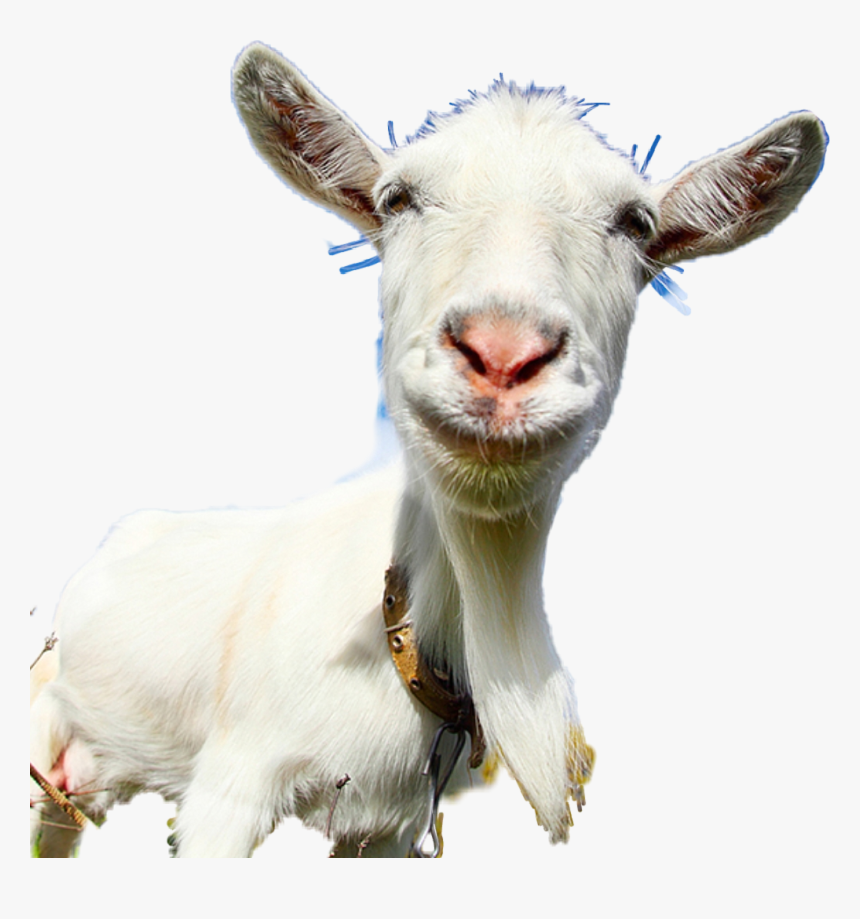 #goat# Funny - Weird Wedding Gifts, HD Png Download, Free Download
