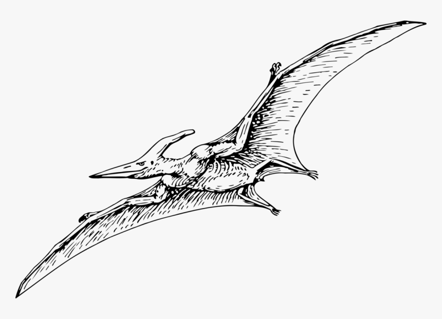 Line Art,dinosaur,fictional Character - Pterodactyl Clipart Black And White, HD Png Download, Free Download