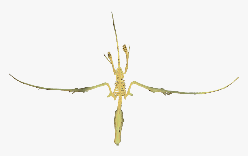 Dorygnathus Flying Clean - Earwigs, HD Png Download, Free Download